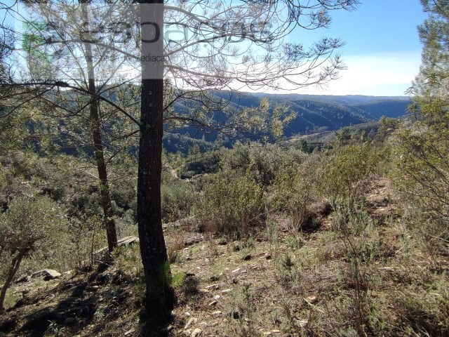 Terreno Rstico - Castelo Branco, Castelo Branco, Castelo Branco - Imagem grande