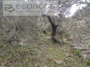 Terreno Rstico - Sarnadas de Rodo, Vila Velha de Rdo, Castelo Branco - Miniatura: 8/9