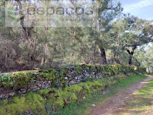 Terreno Rstico - Sarnadas de Rodo, Vila Velha de Rdo, Castelo Branco - Imagem grande