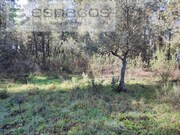 Terreno Rstico - Sarnadas de Rodo, Vila Velha de Rdo, Castelo Branco - Miniatura: 6/9