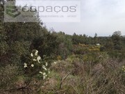 Terreno Rstico - Salgueiro do Campo, Castelo Branco, Castelo Branco - Miniatura: 4/9