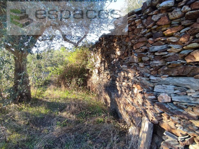 Terreno Rstico - Sarzedas, Castelo Branco, Castelo Branco - Imagem grande