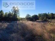 Terreno Rstico - Sarzedas, Castelo Branco, Castelo Branco - Miniatura: 5/9