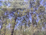 Terreno Rstico - Almaceda, Castelo Branco, Castelo Branco - Miniatura: 7/9