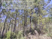 Terreno Rstico - Almaceda, Castelo Branco, Castelo Branco - Miniatura: 8/9