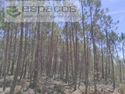 Terreno Rstico - Almaceda, Castelo Branco, Castelo Branco - Miniatura: 9/9