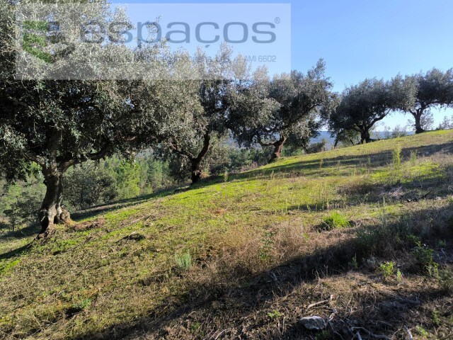 Terreno Rústico - Sarzedas, Castelo Branco, Castelo Branco - Imagem grande