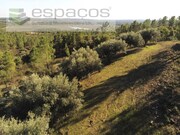 Terreno Rstico - Sarzedas, Castelo Branco, Castelo Branco - Miniatura: 8/9