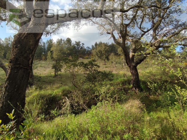 Terreno Rstico - Sarzedas, Castelo Branco, Castelo Branco - Imagem grande