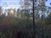 Terreno Rstico - Sarzedas, Castelo Branco, Castelo Branco - Miniatura: 4/7