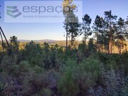 Terreno Rstico - Sarzedas, Castelo Branco, Castelo Branco - Miniatura: 6/7