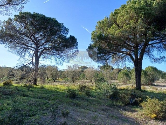 Terreno R�stico - Santa Margarida da Serra, Gr�ndola, Set�bal - Imagem grande