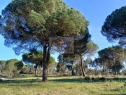 Terreno R�stico - Santa Margarida da Serra, Gr�ndola, Set�bal - Miniatura: 2/6