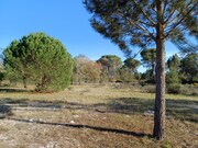 Terreno R�stico - Santa Margarida da Serra, Gr�ndola, Set�bal - Miniatura: 3/6