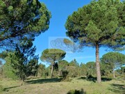 Terreno R�stico - Santa Margarida da Serra, Gr�ndola, Set�bal - Miniatura: 6/6