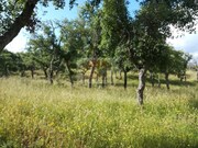 Terreno Urbano - Melides, Gr�ndola, Set�bal - Miniatura: 3/9