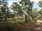 Terreno Urbano - Melides, Gr�ndola, Set�bal - Miniatura: 6/9