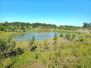 Terreno Rstico - Melides, Grndola, Setbal - Miniatura: 4/9