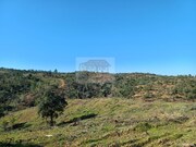 Terreno R�stico - Santa Margarida da Serra, Gr�ndola, Set�bal - Miniatura: 5/9