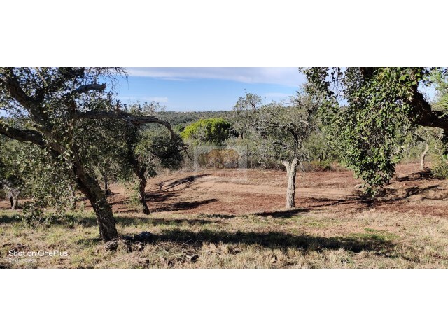 Terreno R�stico - S�o Francisco da Serra, Santiago do Cac�m, Set�bal - Imagem grande