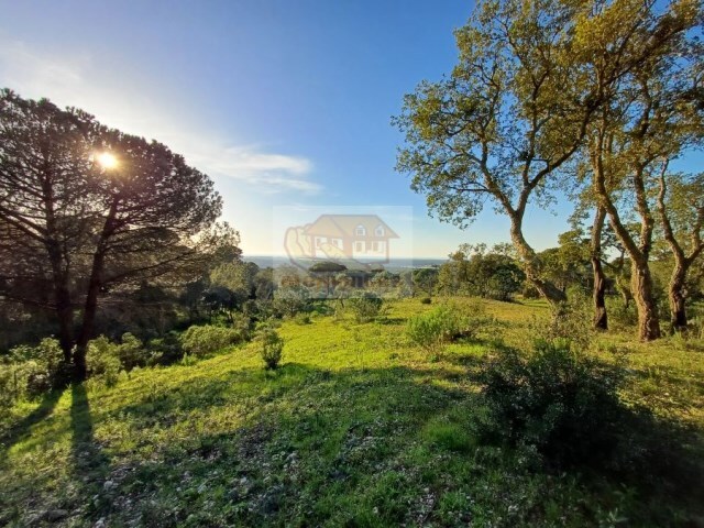 Terreno R�stico - Melides, Gr�ndola, Set�bal - Imagem grande