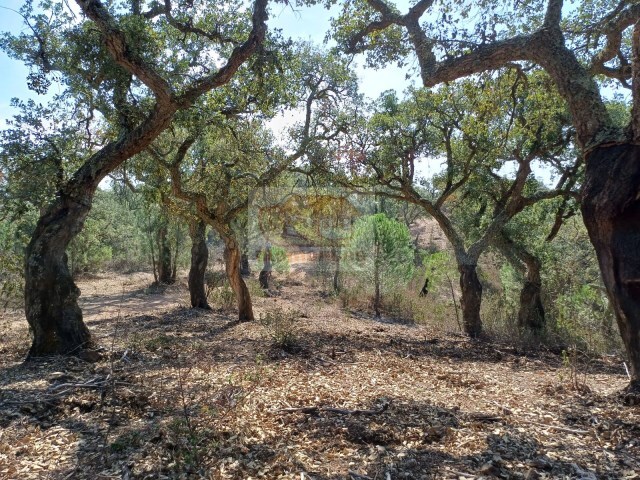 Terreno R�stico - Santa Margarida da Serra, Gr�ndola, Set�bal - Imagem grande