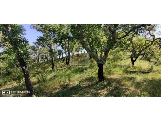 Terreno Rústico - São Francisco da Serra, Santiago do Cacém, Setúbal - Imagem grande