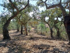 Terreno R�stico - Santa Margarida da Serra, Gr�ndola, Set�bal