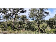 Terreno R�stico - S�o Francisco da Serra, Santiago do Cac�m, Set�bal - Miniatura: 3/9
