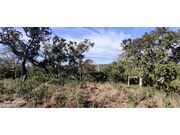 Terreno R�stico - S�o Francisco da Serra, Santiago do Cac�m, Set�bal - Miniatura: 4/9