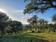 Terreno R�stico - Melides, Gr�ndola, Set�bal - Miniatura: 7/9