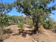 Terreno R�stico - Santa Margarida da Serra, Gr�ndola, Set�bal - Miniatura: 3/5