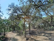 Terreno R�stico - Santa Margarida da Serra, Gr�ndola, Set�bal - Miniatura: 4/5