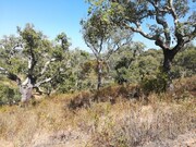 Terreno R�stico - Santa Margarida da Serra, Gr�ndola, Set�bal - Miniatura: 5/9