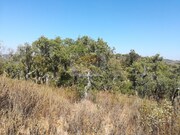 Terreno R�stico - Santa Margarida da Serra, Gr�ndola, Set�bal - Miniatura: 8/9