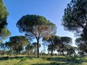 Terreno Urbano - Santa Margarida da Serra, Gr�ndola, Set�bal - Miniatura: 4/9
