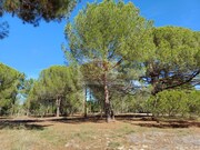 Terreno Urbano - Melides, Gr�ndola, Set�bal - Miniatura: 1/9