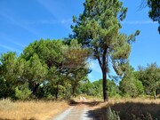 Terreno Urbano - Melides, Gr�ndola, Set�bal - Miniatura: 8/9