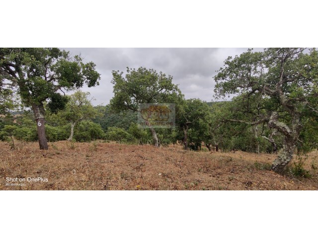 Terreno R�stico - Melides, Gr�ndola, Set�bal - Imagem grande