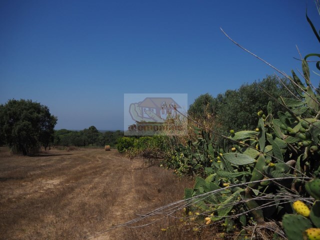 Terreno R�stico - Melides, Gr�ndola, Set�bal - Imagem grande