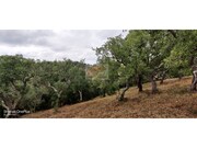 Terreno R�stico - Melides, Gr�ndola, Set�bal - Miniatura: 2/7