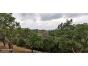 Terreno R�stico - Melides, Gr�ndola, Set�bal - Miniatura: 3/7