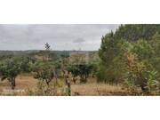 Terreno R�stico - Melides, Gr�ndola, Set�bal - Miniatura: 4/7
