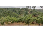 Terreno R�stico - Melides, Gr�ndola, Set�bal - Miniatura: 7/7