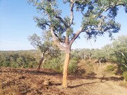 Terreno R�stico - S�o Francisco da Serra, Santiago do Cac�m, Set�bal - Miniatura: 8/9