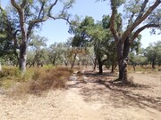 Terreno R�stico - Santa Margarida da Serra, Gr�ndola, Set�bal - Miniatura: 2/8