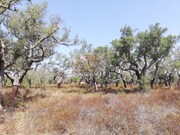 Terreno R�stico - Santa Margarida da Serra, Gr�ndola, Set�bal - Miniatura: 6/8