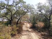 Terreno R�stico - Santa Margarida da Serra, Gr�ndola, Set�bal - Miniatura: 7/8