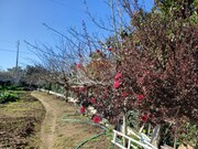 Quinta T2 - Melides, Grndola, Setbal - Miniatura: 8/9