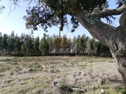 Terreno Urbano - Santa Margarida da Serra, Gr�ndola, Set�bal - Miniatura: 4/9